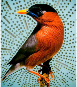 mcad-bird-image