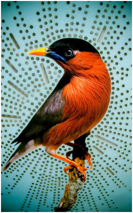 mcad-bird-image