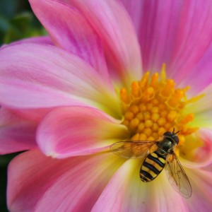 bee pink