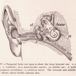 ear bones